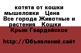 котята от кошки мышеловки › Цена ­ 10 - Все города Животные и растения » Кошки   . Крым,Гвардейское